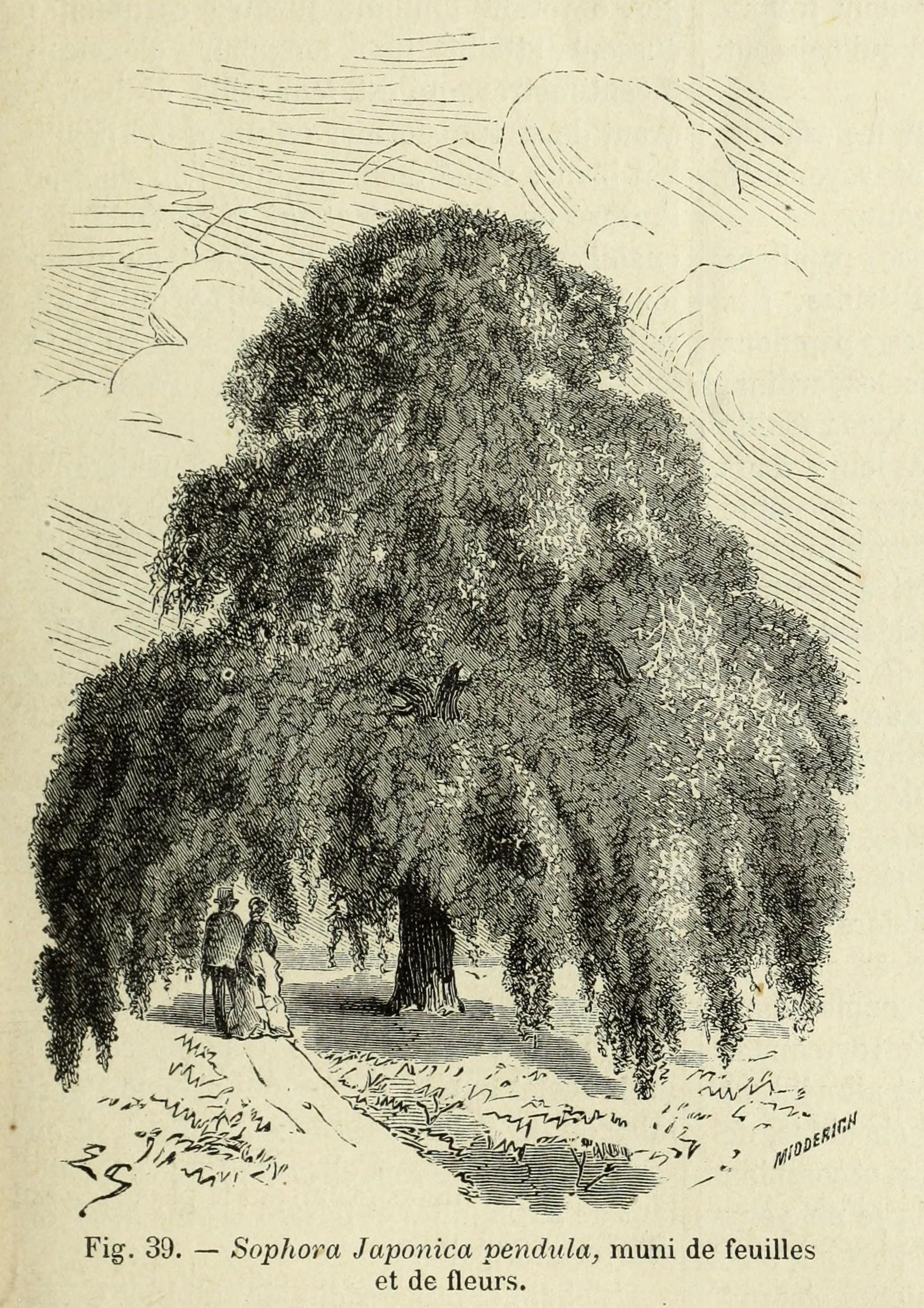 japonica pendula.jpg